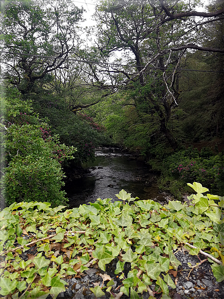 foto Parco di Killarney